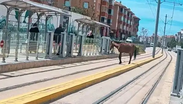 Eskişehir'de Tramvay Raylarında Gezen Başboş At Görüntüleri Şaşkınlık Yarattı
