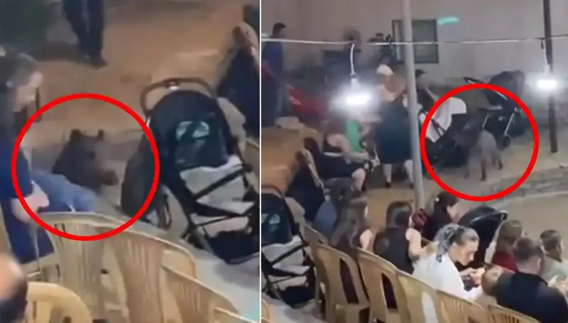 Düğün Davetinde Yaşanan Şaşırtıcı Olay: Yaban Domuzu Herkesi Korkuttu!