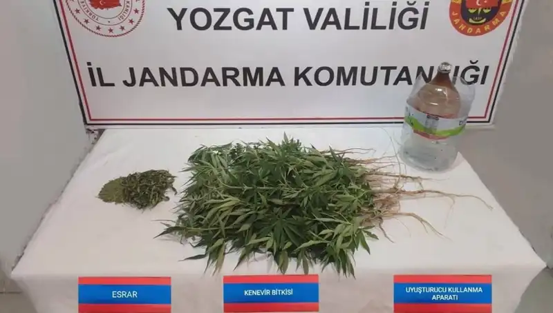 Yozgat'ta Eşine Az Rastlanan Kenevir Baskını Gerçekleşti!