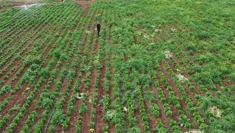 Kuraklık Marul Hasadını Tehdit Ediyor: Üreticileri Ne Bekliyor?