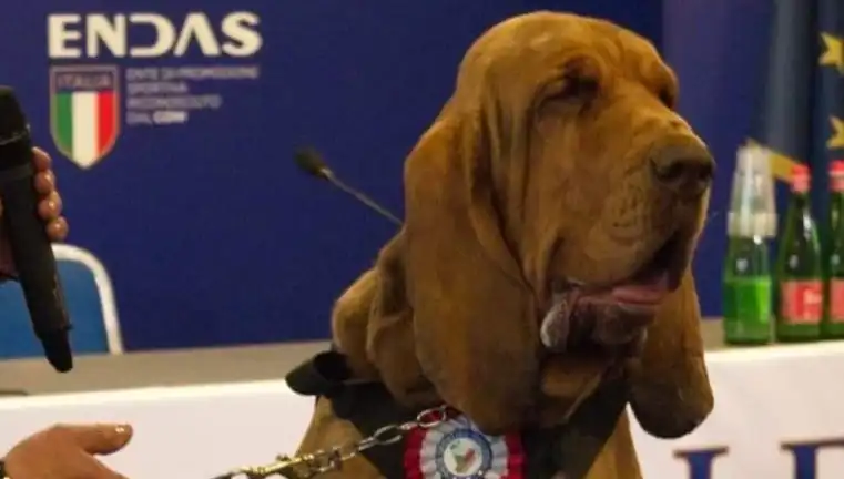 Arama Köpeğine Suikast: Çivili Sosisle Okunan Korkunç Hikaye