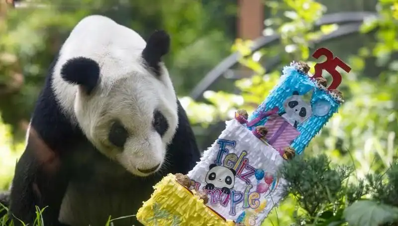 Dev Panda Xin Xin 35 Yaşına Girdi: Bir Efsanenin Hikayesi