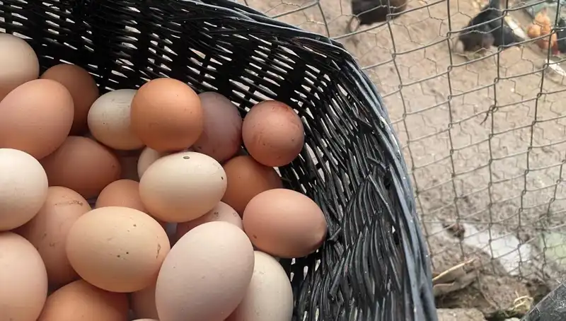 Okulların Açılması ve En Uygun Protein Kaynağı: "Mayıs Çukuru"ndan Kurtuluş