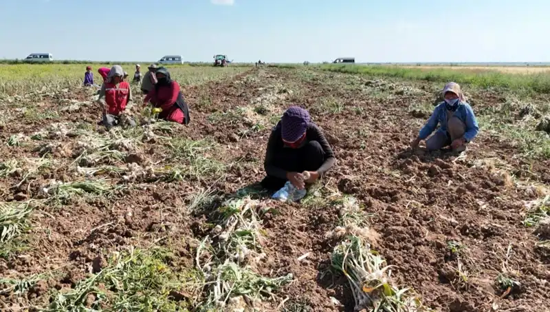 Rusya, Almanya ve İspanya'da Antibiyotik Hasadı: Yeni Dönem Mi Başlıyor?