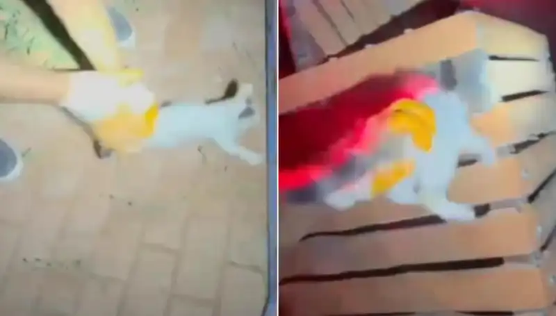 Gece Yarısı İtfaiye Ekibi Kediyi Kurtarma Operasyonuyla Hayatları Değiştirdi