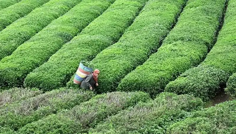 ÇAYKUR'dan Bayramda Da Süreklilik: Yaş Çay Alımı Devam Ediyor!