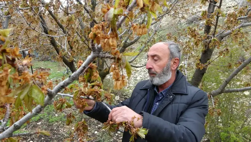 Zirai Don, Albastı Kirazı Üreticilerini Derinden Sarstı