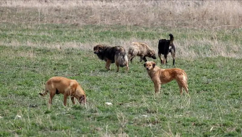 Ankara'da Sahipsiz Köpekler İçin Tartışmalı Ceza Düzeni Geldi