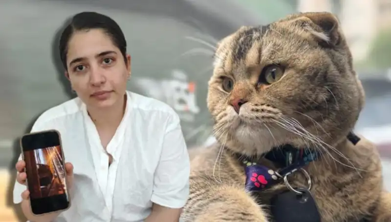 Evlilikte Kedi Krizi: "Eşim Beni Boşayacak!"