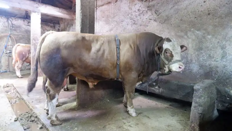 Tam 1 Ton 200 Kilo! Eşsiz Ürün Nihayet Alıcısını Buldu