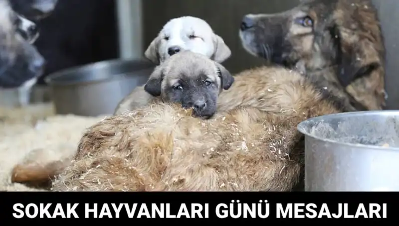 Dünya Sokak Hayvanları Günü: Tarihi ve Anlamı Üzerine Her Şey