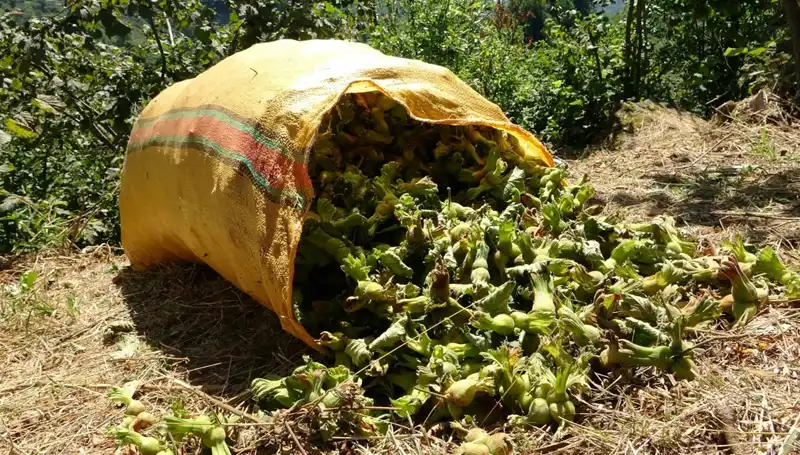 Giresun’da Fındık Hasadı Coşkusu: Bu Yıl Beklentiler Yükseliyor