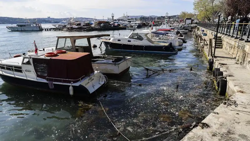 İstanbul Denizlerinde Müsilaj Tehlikesi: Kabus Yeniden Başladı!