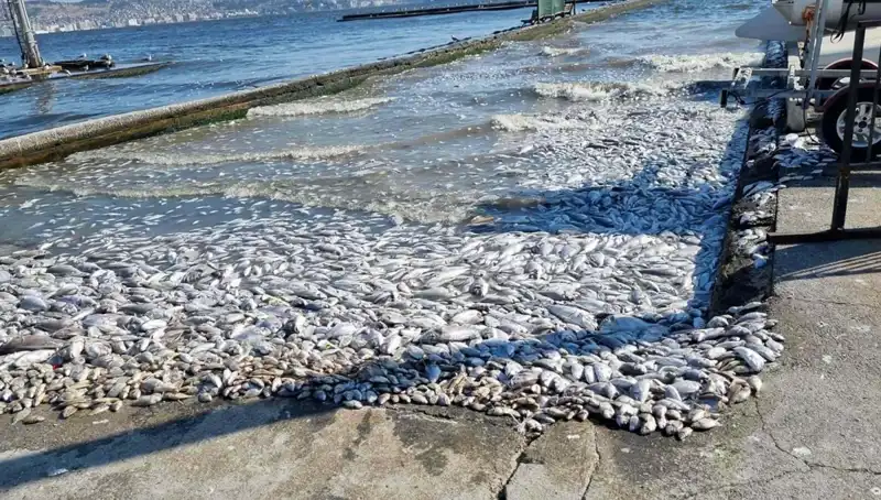 İzmir Körfezi'nin Temizlenmesi İçin Büyük Adım: Yeni Proje Başlatıldı