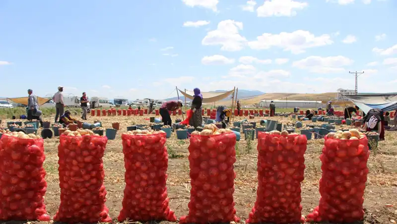 Amasya Elması, Avrupa ve Rusya’ya İhraç Ediliyor: "Elma Kadar Tatlı"