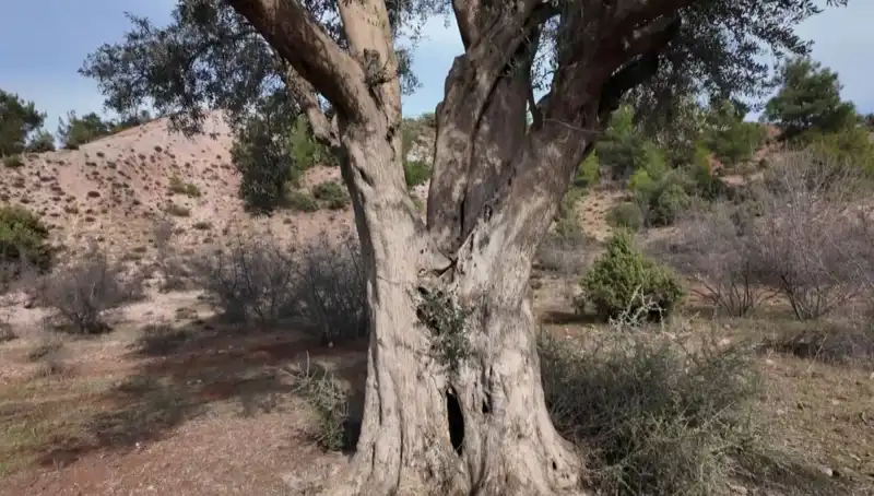 800 Yıllık Zeytin Ağacı: Tarih ve Doğanın Eşsiz Buluşması