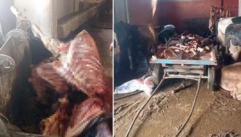 Adana'da Şok Olay: 2,5 Ton At Eti Ele Geçirildi ve 4 At Kurtarıldı!