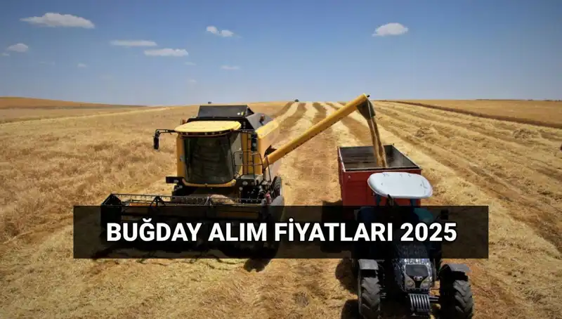 2025 Yılı Hububat Alım Fiyatları ve Ödeme Tarihleri Açıklandı!