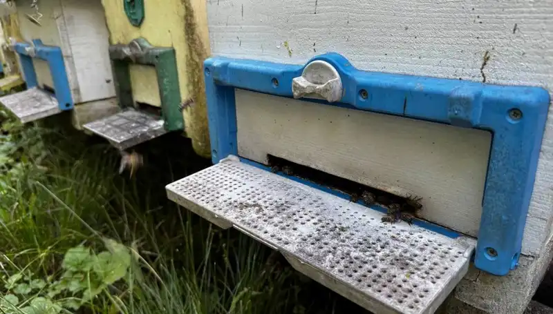 Dedesinin Öğüdü İle Tarıma Adım Attı: 1 Ton Üretim Hedefi