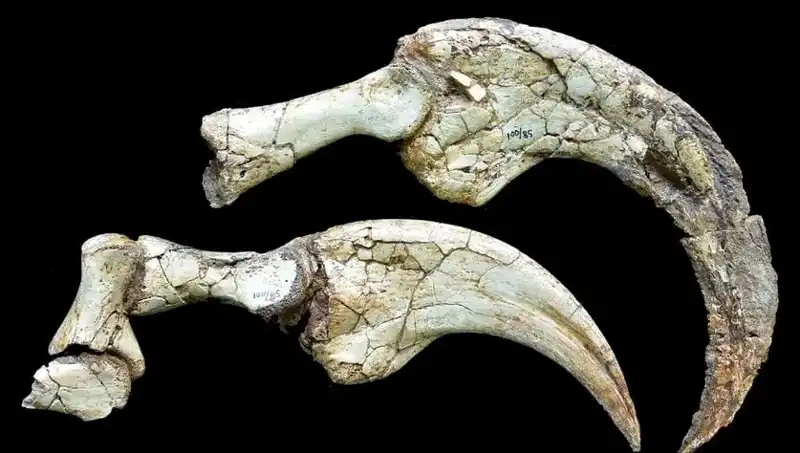 Gobi Çölü'nde Dinozor Tarihine Işık Tutan Şaşırtıcı Keşif