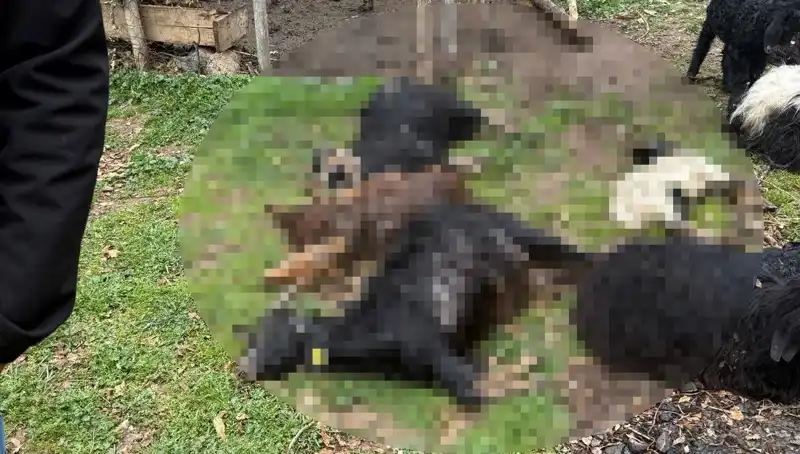 Sahipsiz Köpekler, Kırda 18 Keçiyi Telef Etti: Veterinerler Olay Yerinde
