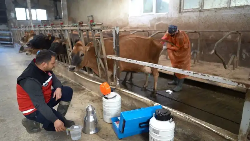 Türkiye’de Jersey Sperması ile Hayvancılıkta Yeni Dönem Başladı