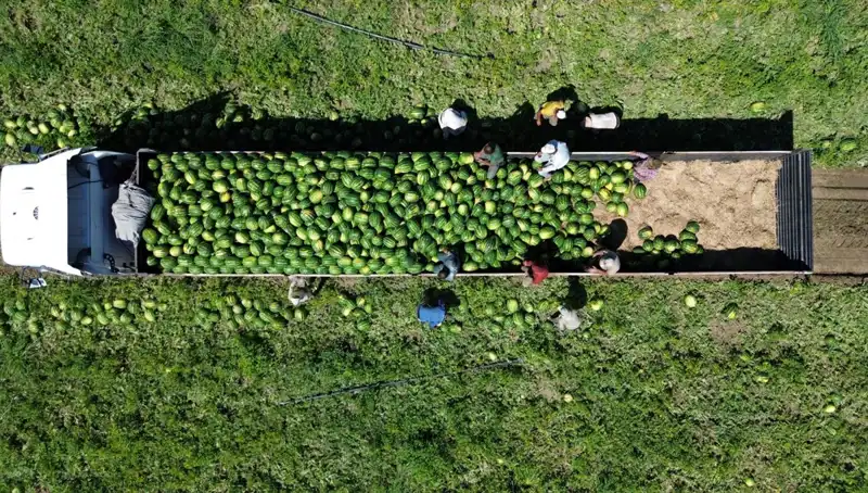 Bafra Ovası'nda Karpuz Rekoltesi Rekor Kırıyor: 94 Bin 500 Ton!