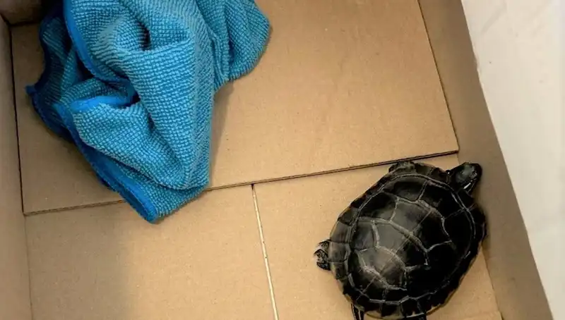 Havalimanında Şaşırtıcı An: Yolcunun Pantolonundan Kaplumbağa Fırladı!