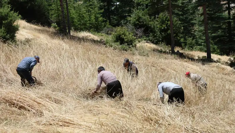 Teknolojinin Ulaşamadığı Tarla: Ellik ve Orakla Geleneksel Hasat Geleneği