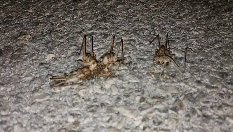 Yüzlerce Çekirgenin Aniden Yolda Patlak Vermesi Şaşkınlık Yarattı
