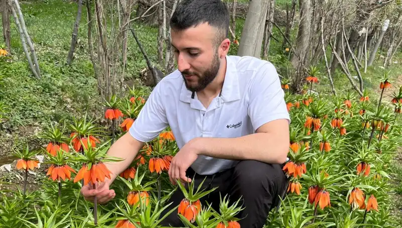 Ağlayan Gelin: 20 Günlük Ömrüyle Doğanın Eşsiz Güzelliği
