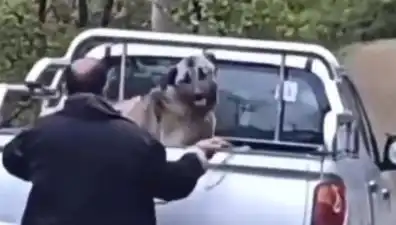 Trabzon'da Köpeği Halatla Döven Şahıs Tepkilere Neden Oldu