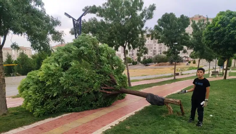 Batman’da Fırtına, Rüzgar Ağacını Yerinden Söküp Alevlendirdi