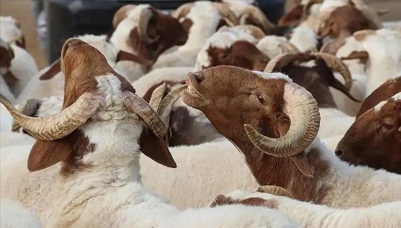 Akika Kurbanı Nedir? Kesimi ve Tüketimi Hakkında Bilinmesi Gerekenler