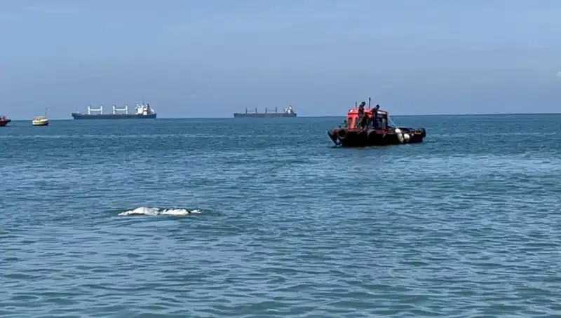 Denizin Ortasında Angus: Şaşırtıcı Görüntü Sosyal Medyayı Salladı