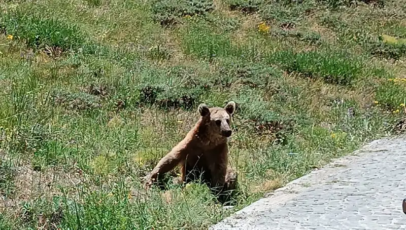 Nemrut Dağı'na Gidenlere Bozayı Dikkat! Tehlike Pusuda