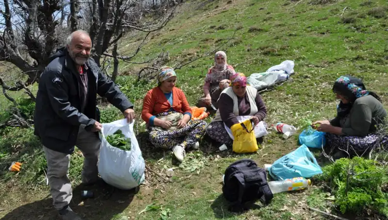 Yürüyerek Topladıkları Bitkilerle Ailelerin Geçim Kaynağı Oldular