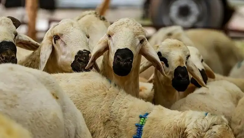 Kurban Bayramı 2025'te Kurban Kesmek Farz mı? Merak edilen 10 Soru!