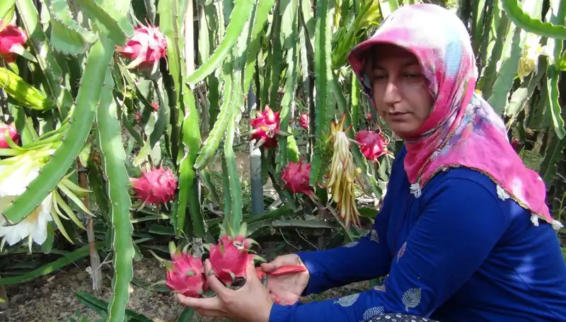 Emeklilik Hayalini Pitaya Üretimiyle Gerçekleştiren Çiftçinin Başarı Hikayesi