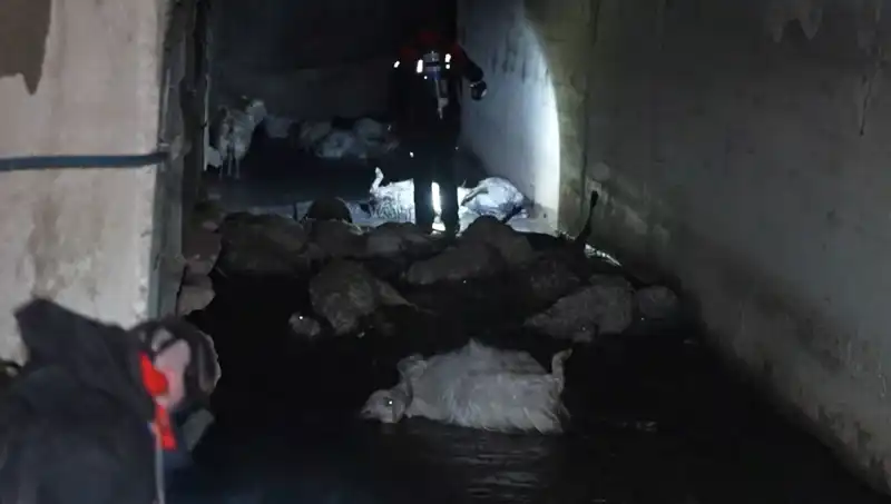 Keskin Koku Hayvanları Vurdu: Onlarca Canlı Telef Oldu!