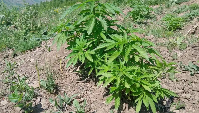 Bingöl'de Kaçak Kenevir ve Tütün Operasyonu: 100 Kilogram Ele Geçirildi