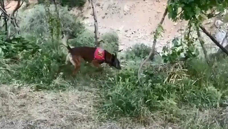 Gizemli Esrarengiz Paket, Dedektör Köpekle Ortaya Çıktı!