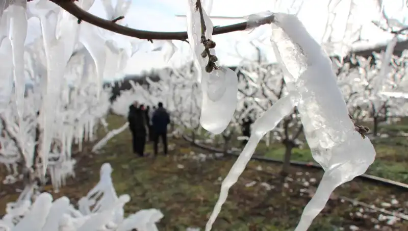 Soğuk Hava Dondurdu, Ağaçlar Tomurcuklarını Açtı: Doğa Harikası!