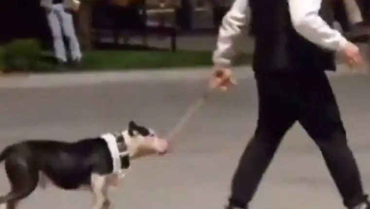 Ağızlıksız Pitbull, Başka Köpekleri Saldırdı: Sahip Cezalandırıldı