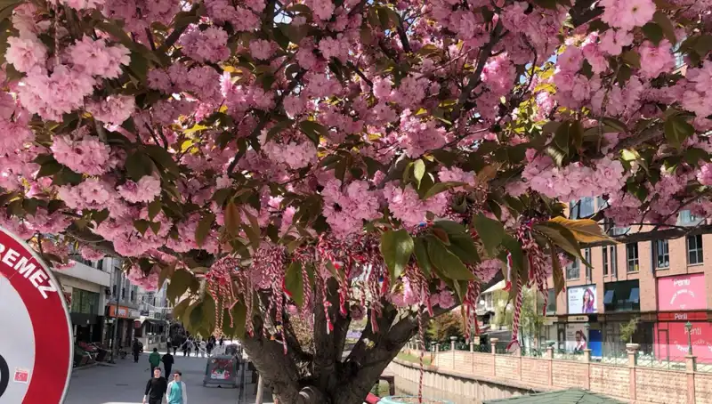 Süs Erik Ağaçlarına Martenitsa Geleneği: Doğanın Renklenmesi