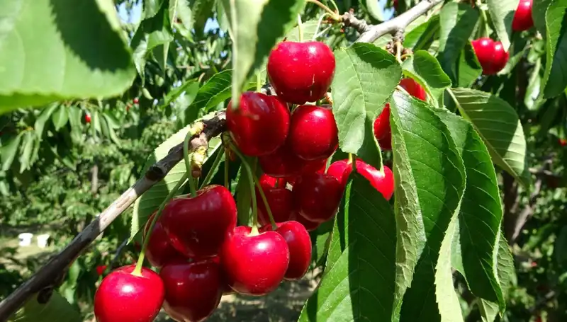Çay Bardağına Sığmayan Lezzet: Hasat Dönemi Başladı!