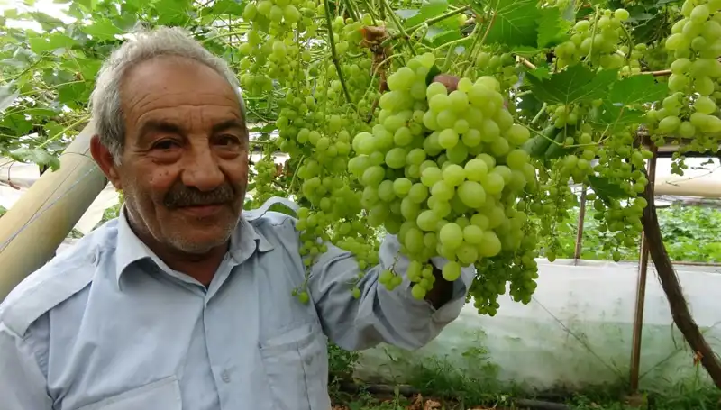 Zirai Don Meyve Fiyatlarını Çökertecek Kadar Etkili: İlk Ürünler 250 TL!