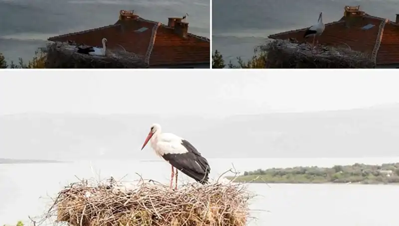 Yaren Leylek, Depremin Gelmesini Nasıl Sezgiledi?
