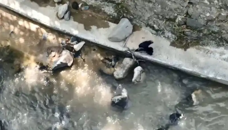 Yılanın Peşine Düşen Karga: Doğanın Savaşları ve Hayatta Kalma Mücadelesi