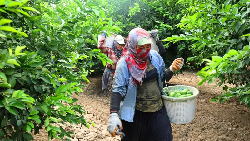 Marketlerde Domates Kilosu 150 Lirayı Aştı: Yeni Hasat Fırsatları Ne Sunuyor?